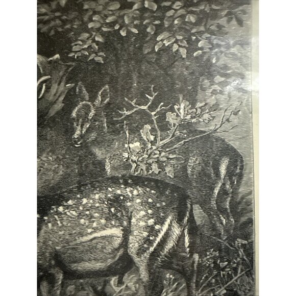 Selmar Hess Publisher N.Y. Fallow Deer Print Glass Framed 1855 Magazine 14x10” - Picture 7 of 10